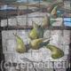 Stilleven | Still life
